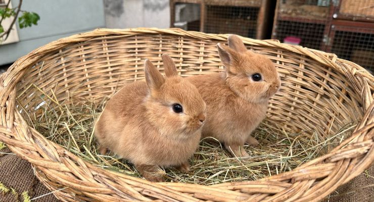 Manisa Büyümeyen Tavşan