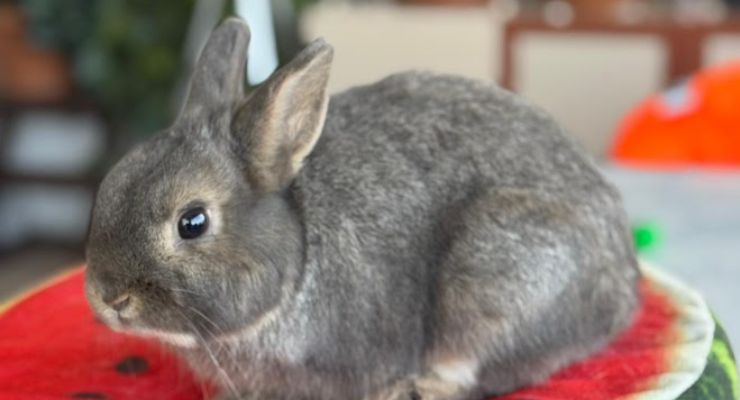 Manisa Ev Tavşanı