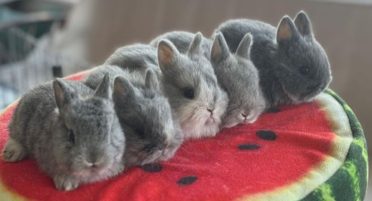 Manisa Evcil Tavşan