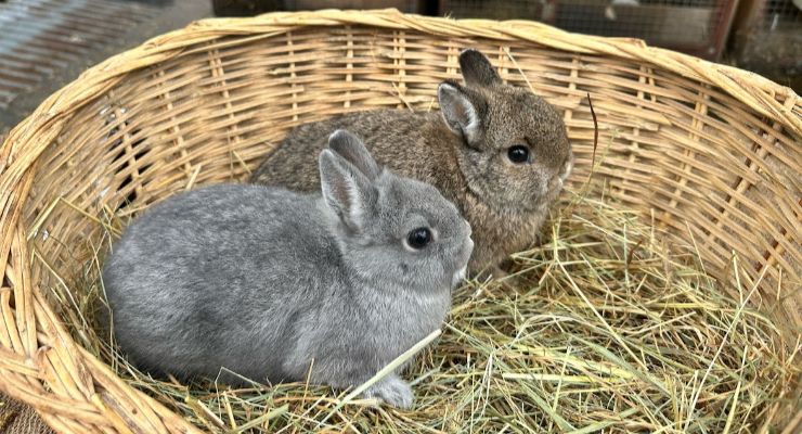 Manisa Yavru Tavşan