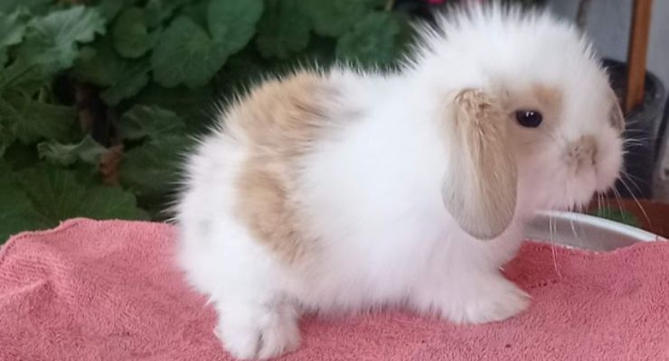 Manisa Hollanda Lop Tavşan